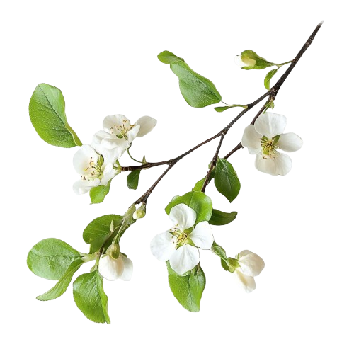 flores blancas fondo